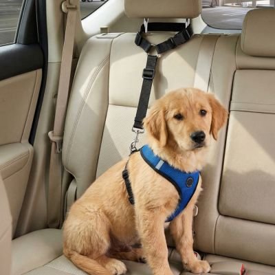 Ceinture de sécurité pour chien