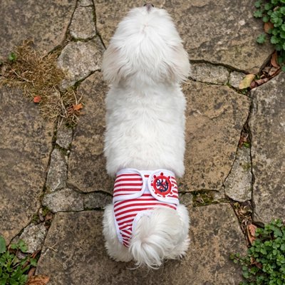 Culotte chien
