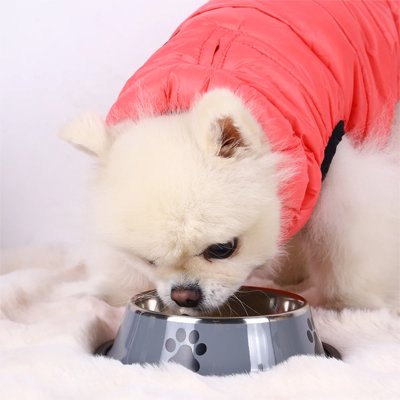Gamelle Chien