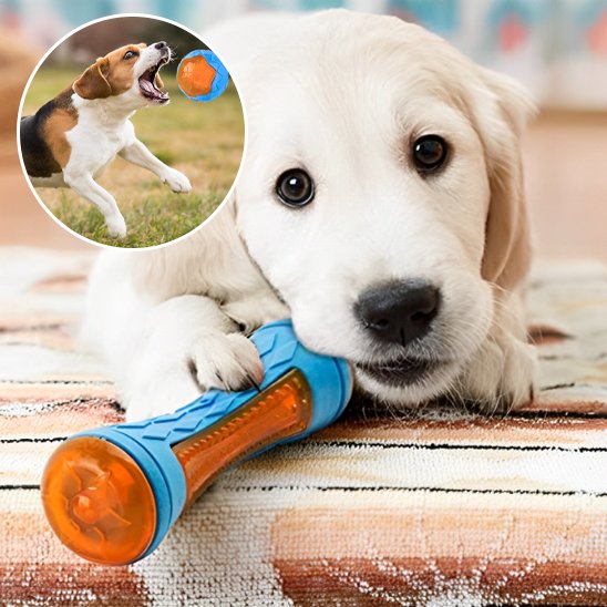 Jouet pour chien