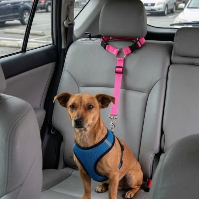 Ceinture de sécurité pour chien
