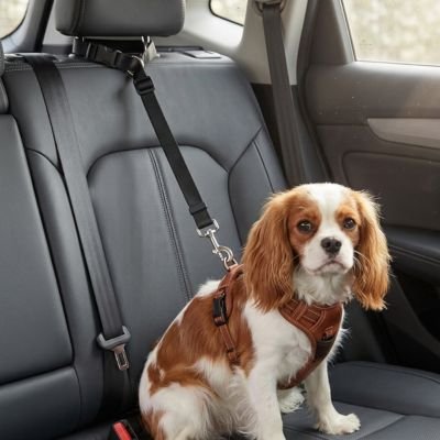 Ceinture de sécurité pour chien