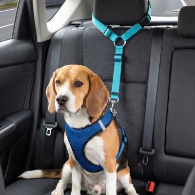 Ceinture de sécurité pour chien