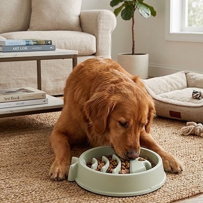 Gamelle anti glouton chien 