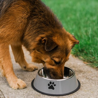 Gamelle Chien