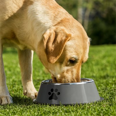 Gamelle Chien