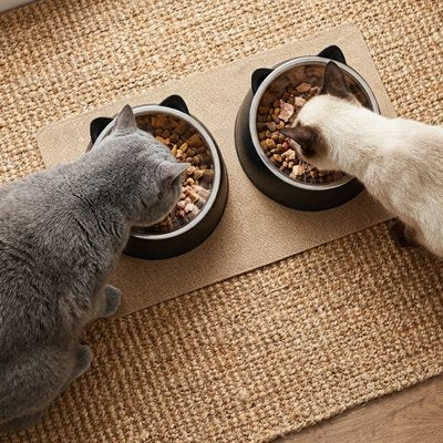 Gamelle pour Chat 