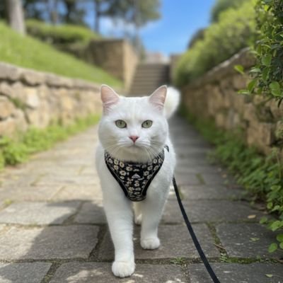 Harnais chat 