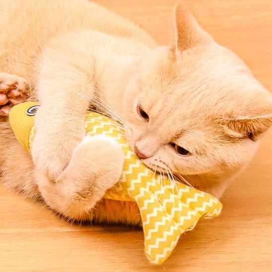 Jouet pour chat