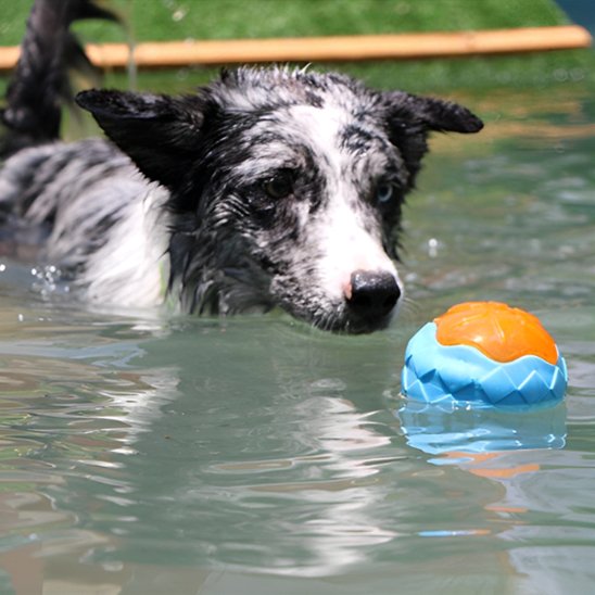 Jouet pour chien