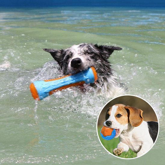 Jouet pour chien