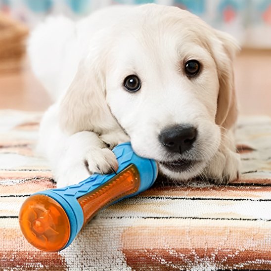 Jouet pour chien