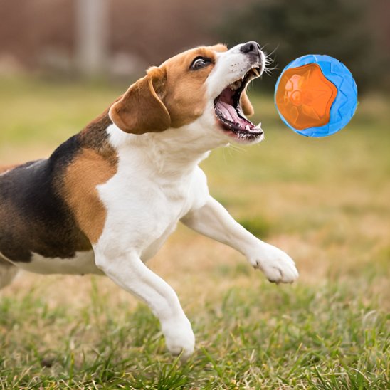 Jouet pour chien