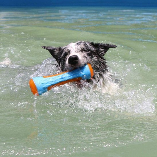 Jouet pour chien