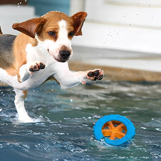 Jouet pour chien