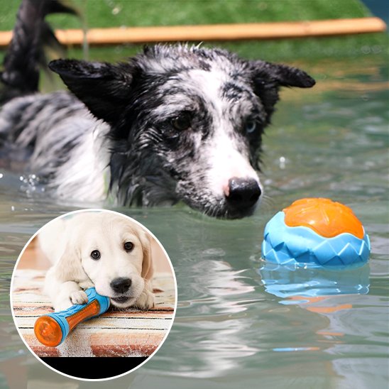 Jouet pour chien
